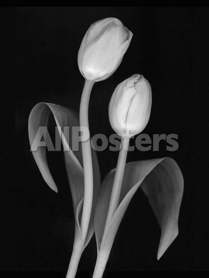 black and white tulip