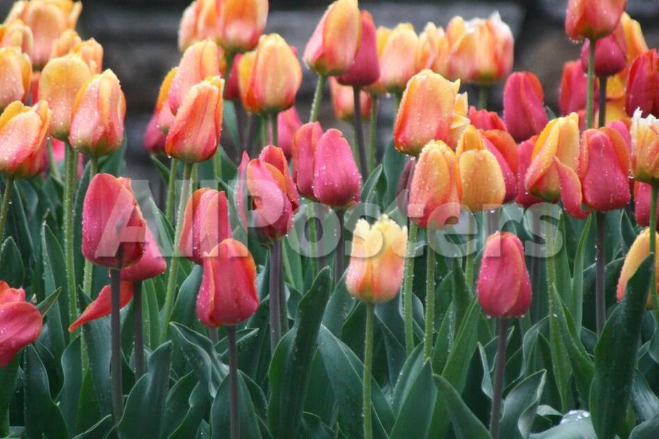 Tulips In White River Gardens Indianapolis Indiana Usa