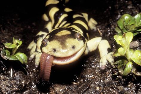 Barred Tiger Salamander Eating Earthworm Photographic Print at