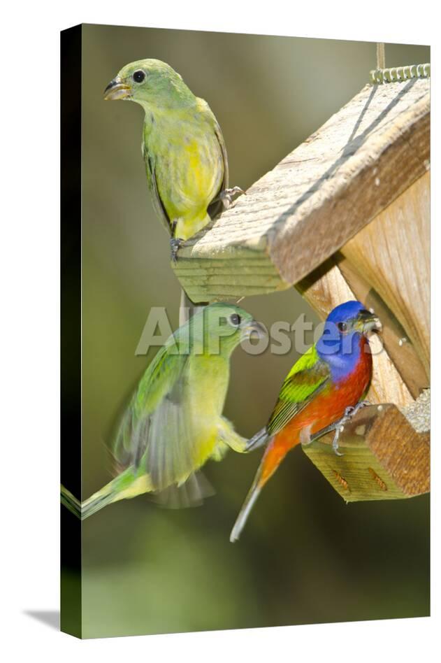 Usa Florida Immokalee Painted Buntings Perched On Hopper Feeder