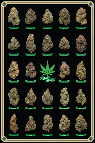 best buds poster na