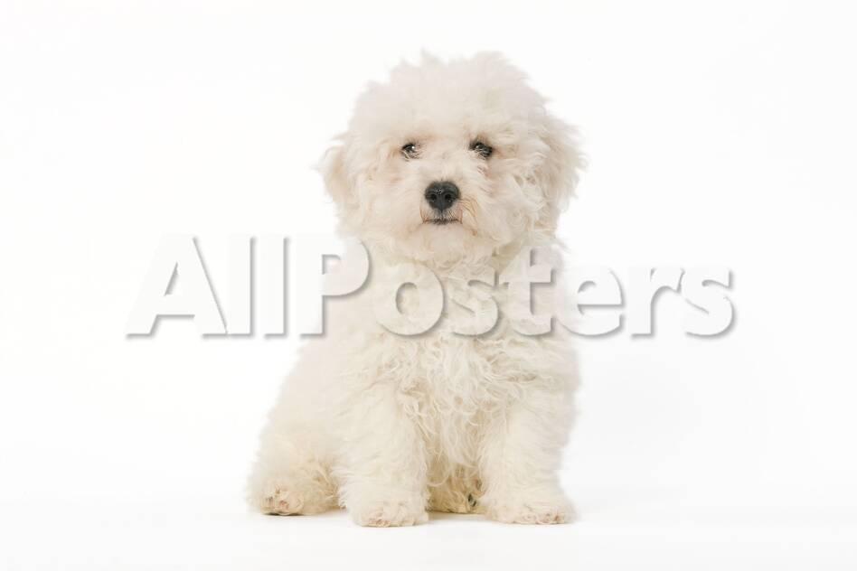 Bichon Frise Puppy Sitting In Studio Photographic Print