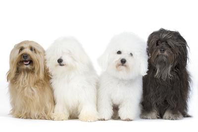 bichon havanais bichon frise