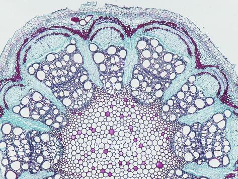 Cross-Section of a Clematis Stem, LM X6 Photographic Print by Biodisc ...