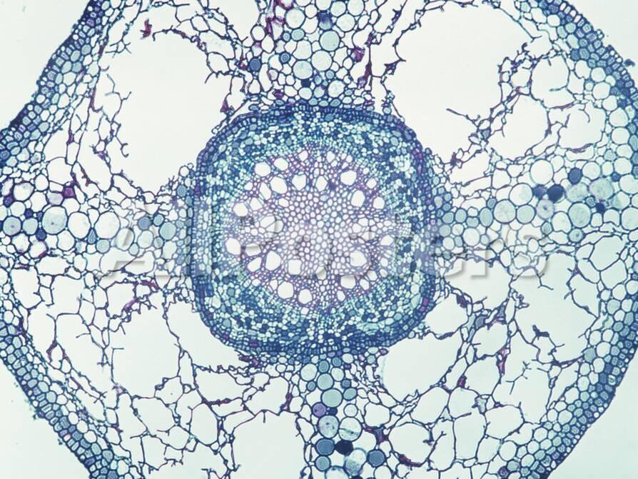 48+ Willow Cross Section Pics