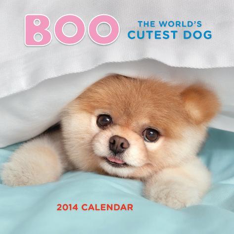 Boo The World's Cutest Dog - 2014 Calendar Calendars - AllPosters.co.uk