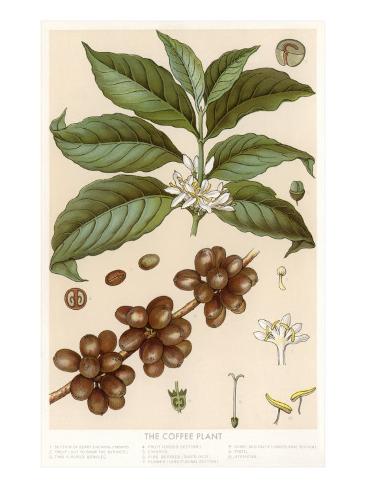 Botanical Drawing Of Coffee Plant Botanical Drawing Of Coffee Plant