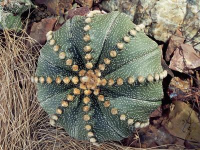 Close-Up of a Sand Dollar Cactus Plant (Astrophytum ...
