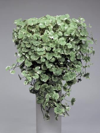 plectranthus ivy swedish growing close marginatus vase sp posters print allposters