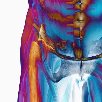 'Human Male Hip Showing Bones and Muscles' Photographic ...