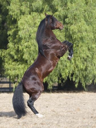 'Bay Azteca (Half Andalusian Half Quarter Horse) Stallion Rearing on Hind Legs, Ojai, California