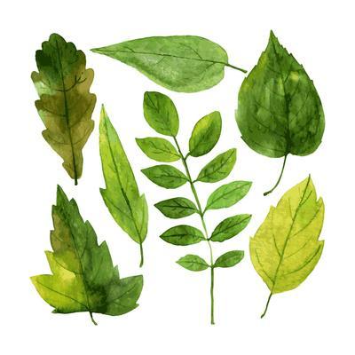 Download Set of Green Leaves Drawing by Watercolor, Hand Drawn ...