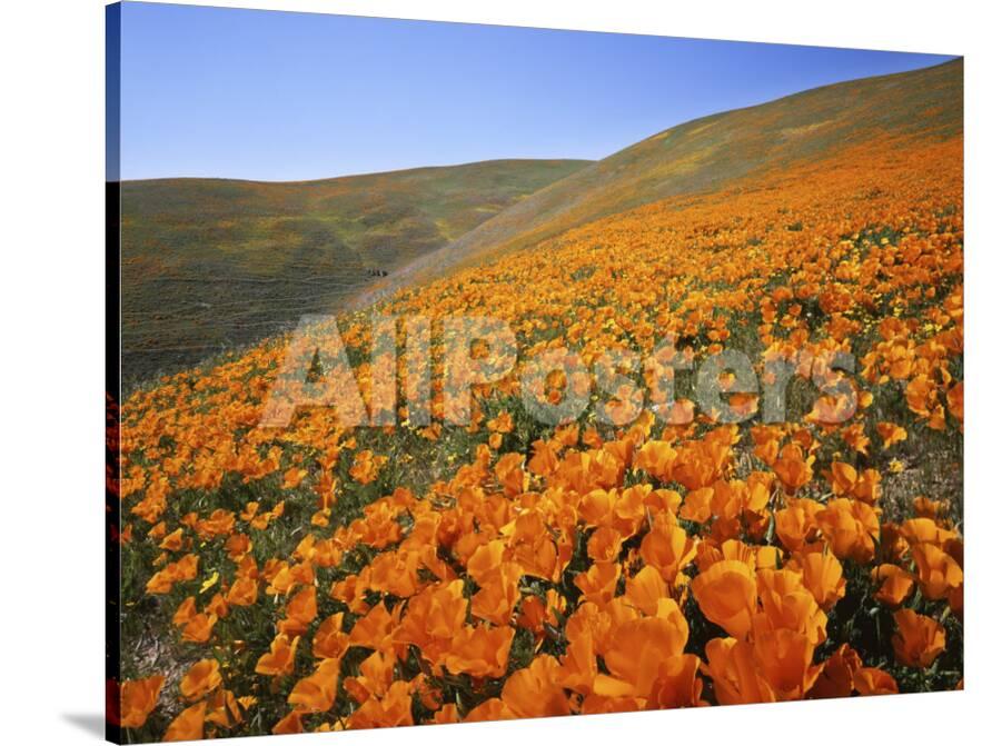 Tehachapi Wildflowers Best Flower Site