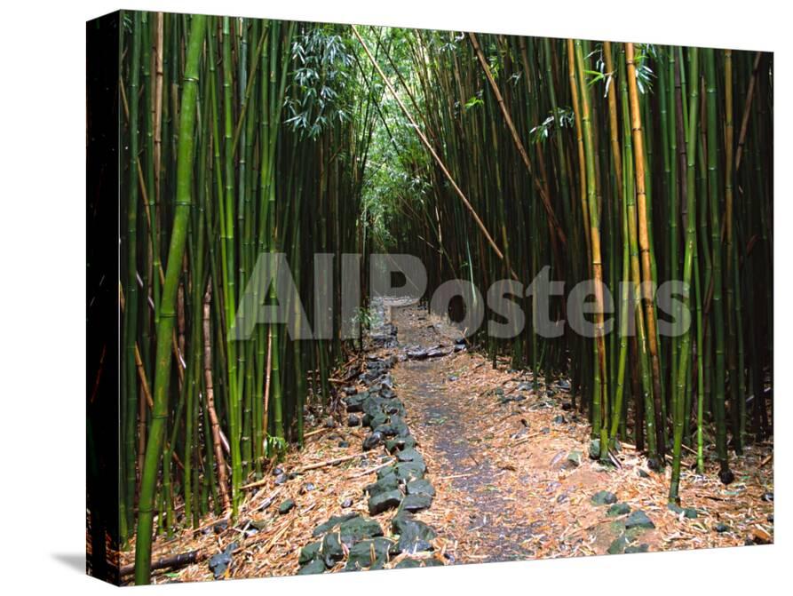 Bamboo Forest On The Waimoku Falls Trail South Of Hana Maui Hawaii Usa Photographic Print Charles Sleicher Allposters Com Bamboo Forest On The Waimoku Falls Trail South Of Hana Maui Hawaii Usa Photographic Print Charles Sleicher Allposters Com