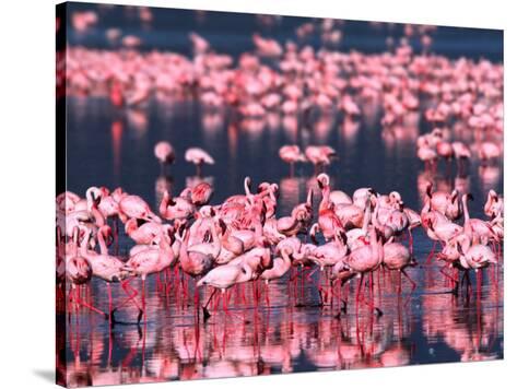 Lesser Flamingos, Lake Nakuru, Kenya Photographic Print by Charles