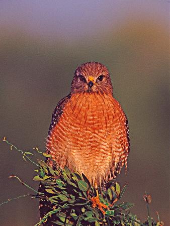 Download Red-Shouldered Hawk in Early Morning Light Photographic ...