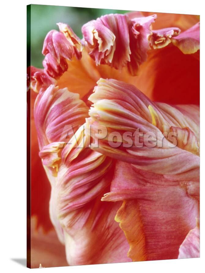 Tulipa Apricot Parrot Tulip Pink Orange Flower Privacy Preference Centre