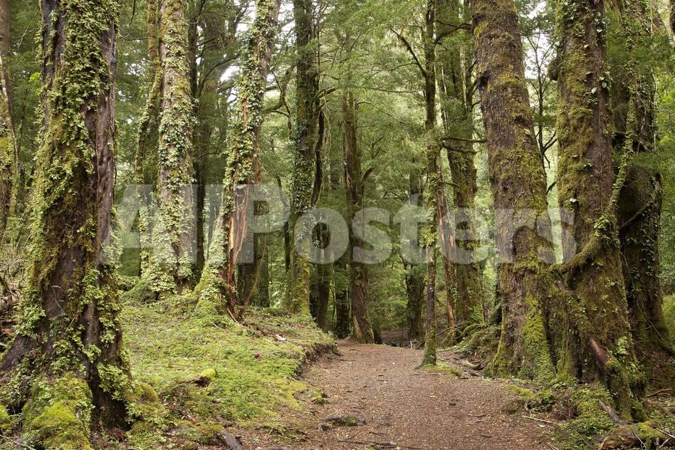 Chile Patagonia X Region National Park Villarrica Primeval Forest Trees Footpath