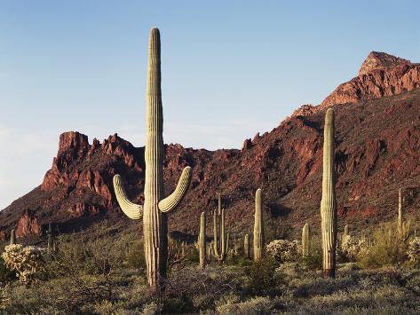 Organ Pipe Cactus, Alamo Canyon, Arizona загрузить