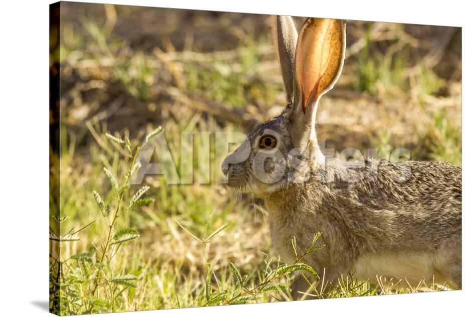 Jack Rabbit Usa >> Jackrabbit In Big Bend National Park Texas Usa Photographic Print Jack Rabbit Usa >> Jackrabbit In Big Bend National Park Texas Usa Photographic Print