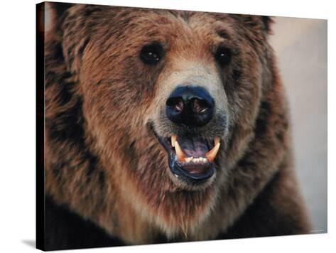 Close Up of Brown Bear Showing Teeth Photographic Print at AllPosters.com