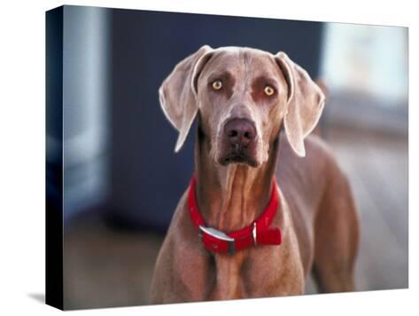 red weimaraner