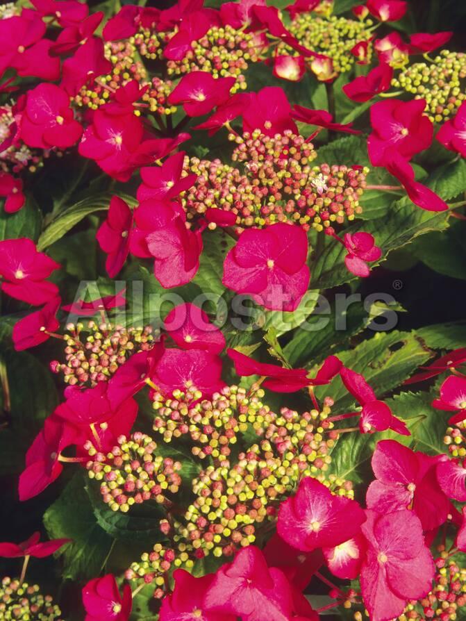 Bigleaf Hydrangea Or Lacecap Hydrangea Macrophylla Geoffrey Chadbund Variety Photographic Print Consumer Institute Nsil Allposters Com