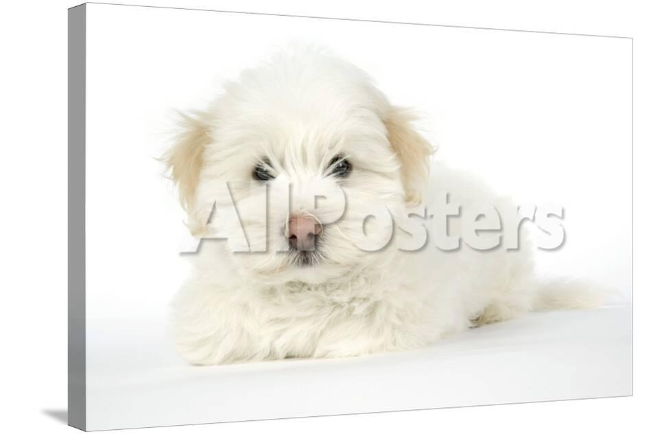 Coton De Tulear Puppy 8 Wks Old Photographic Print Allposters Com Coton De Tulear Puppy 8 Wks Old Photographic Print Allposters Com