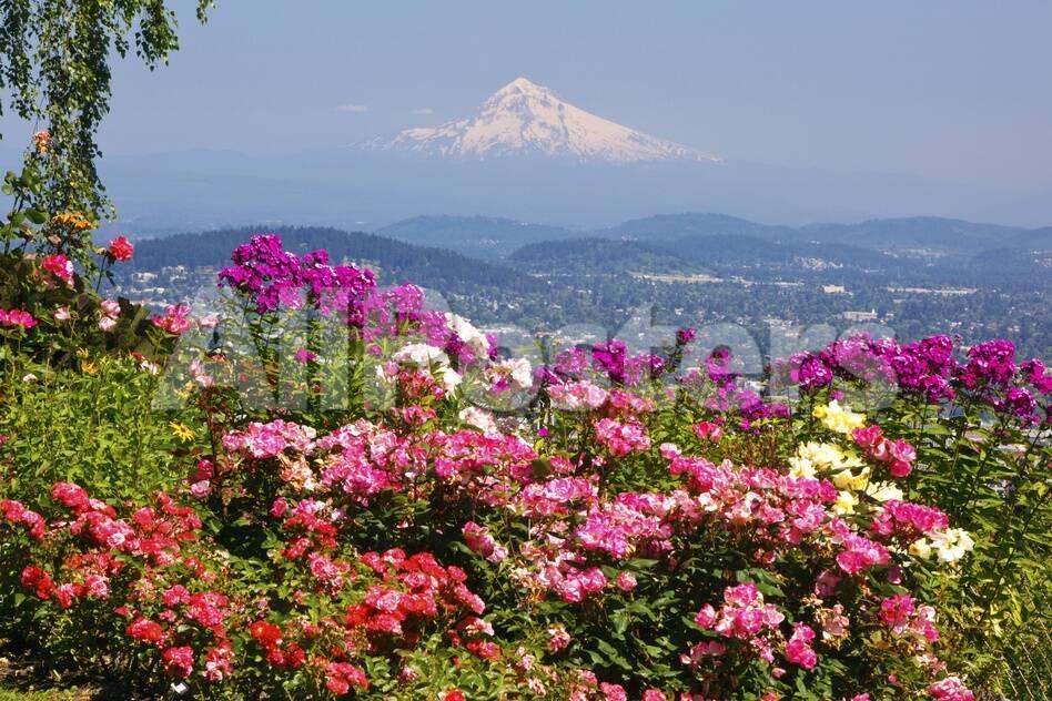 Rose Garden Adds Beauty To Mt Hood From Pittock Mansion Portland