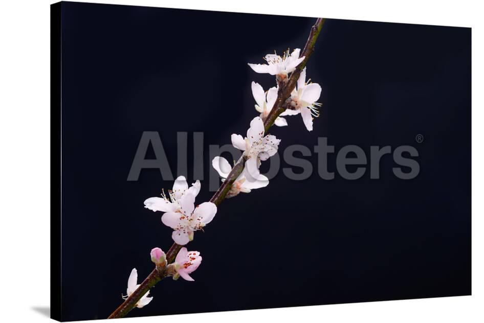 Cherry Blossom Sakura Isolated Black Background Photographic Print