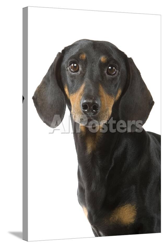 Dachshund Teckel Smooth Haired Black And Tan Photographic Print