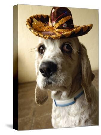 'Dog Wearing Sombrero' Photographic Print - Dan Gair | AllPosters.com