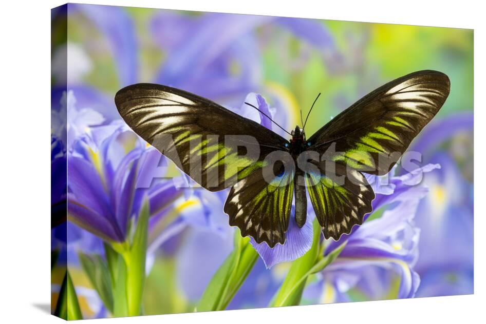 Rajah Brooke S Birdwing Butterfly Female Trogonoptera Brookiana Photographic Print Darrell Gulin Allposters Com