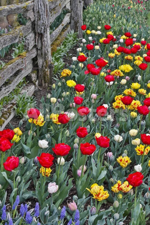 Spring Tulip Garden In Full Bloom Along Fence Line Skagit Valley Washington State Photographic Print Darrell Gulin Allposters Com Spring Tulip Garden In Full Bloom Along Fence Line Skagit Valley Washington State Photographic Print Darrell Gulin Allposters Com