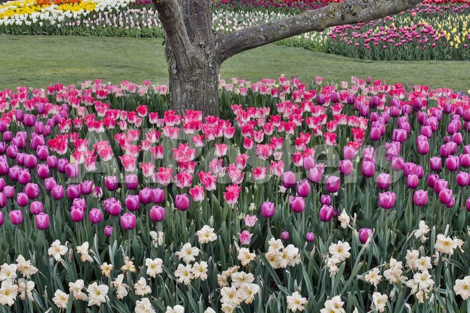 Spring Tulip Garden In Full Bloom Around Cherry Tree Skagit Valley Washington State Photographic Print Darrell Gulin Allposters Com