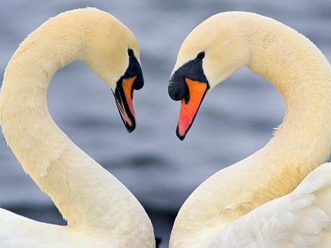 love swans