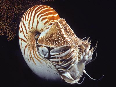 david-fleetham-chambered-nautilus-nautilus-pompilius-indonesia_a-L-6013602-14258389.jpg