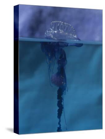 Best of Jellyfish on mans face Real wife orgasm video