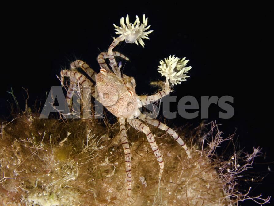 The Endemic Hawaiian Pom Pom Crab Lybiedmondsoni Is Associated With Sea Anemones Triactis Photographic Print David Fleetham Allposters Com The Endemic Hawaiian Pom Pom Crab Lybiedmondsoni Is Associated With Sea Anemones Triactis Photographic Print David Fleetham Allposters Com