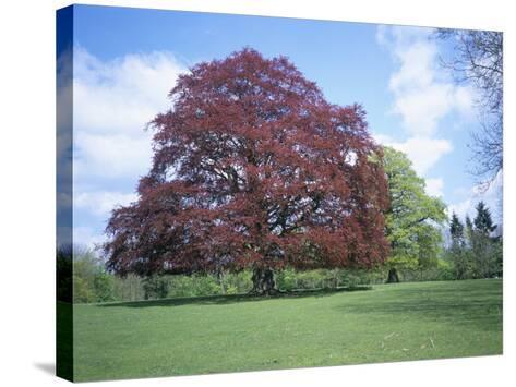 Copper Beech Tree Croft Castle Herefordshire England United Copper Beech Tree Croft Castle Herefordshire England United Kingdom Photographic Print By David Hunter At Allposters