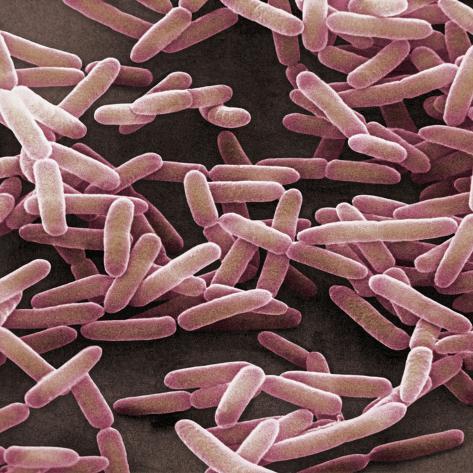 オールポスターズの デイヴィッド フィリップス bacillus subtilis is