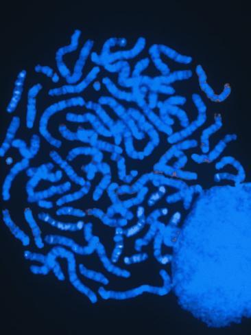 Human Chromosomes and the Cell Nucleus Photographic Print by David