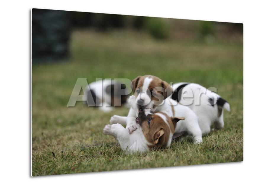 Two Jack Russell Terrier Puppies Playing Two Others In The