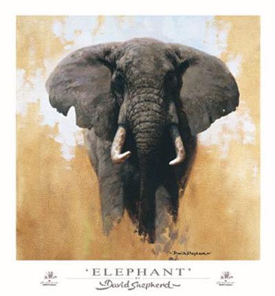 elephant shepherd david