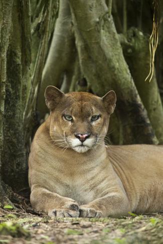 animal puma mexico