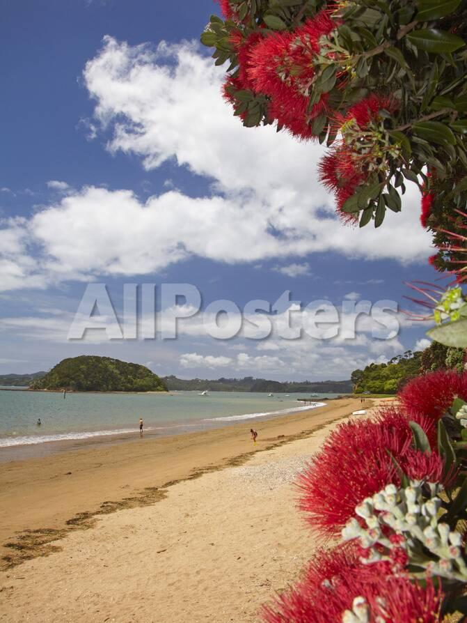 Pohutukawa Tree And Beach Paihia Bay Of Islands Northland North Island New Zealand Photographic Print David Wall Allposters Com