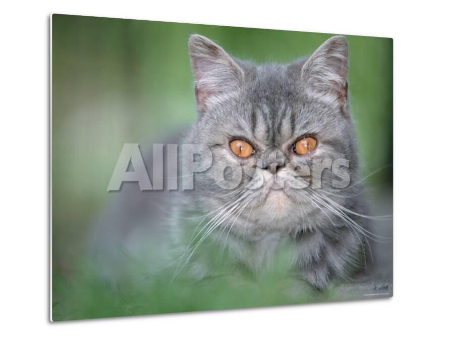 Exotic Shorthair Cat Blue Tabby Photographic Print By De Meester
