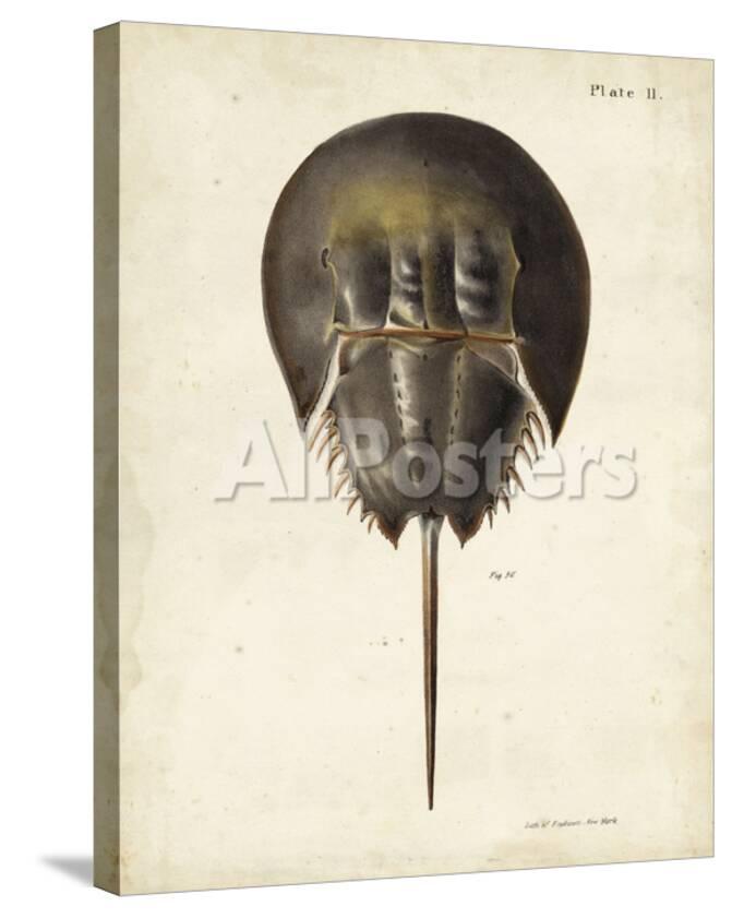 Vintage Horseshoe Crab Posters By Dekay At Allposters Com