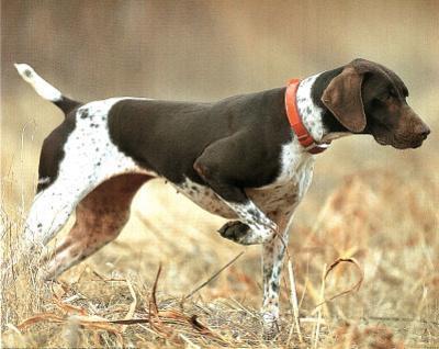 Classic Cars Denver >> Denver Bryan (German Short Hair Pointer) Art Print POSTER Print at AllPosters.com Classic Cars Denver >> Denver Bryan (German Short Hair Pointer) Art Print POSTER Print at AllPosters.com