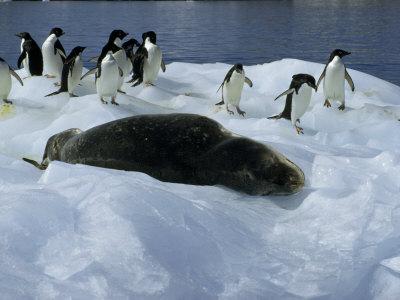 'Adelie Penguins Ignore a Leopard Seal as it Sleeps on an  
